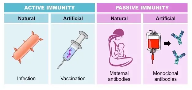 Differences between active and passive immunity - Online Science Notes