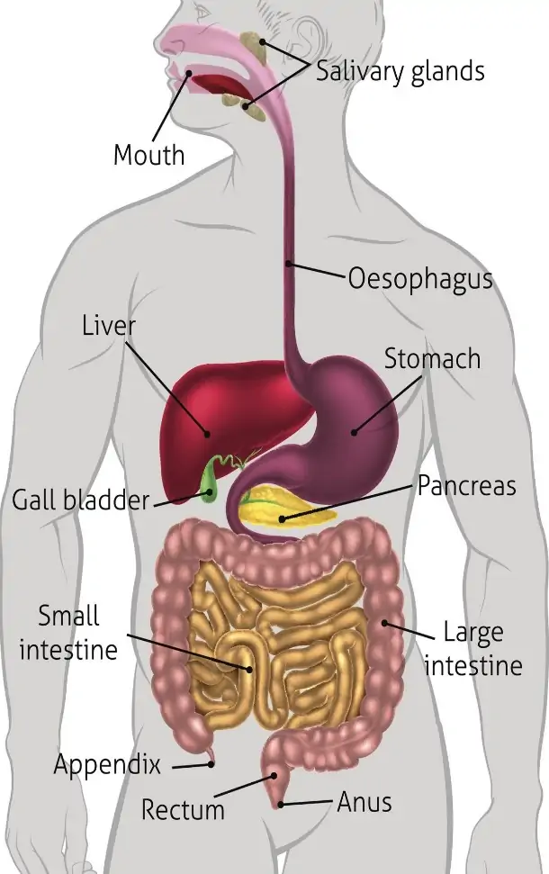 Essay Writing Service Digestive System. Human Nutrition and the Digestive  System