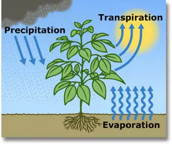 Evapotranspiration and the Water Cycle