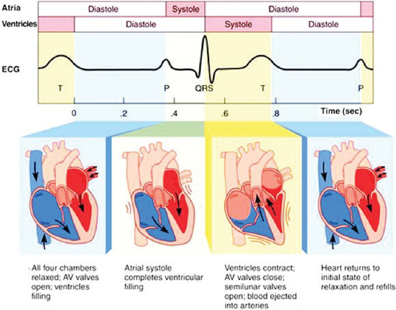 Figure 2 from Chapter 2 Heart Conditions in Felidae | Semantic Scholar