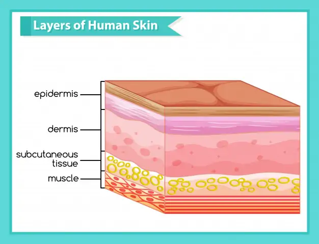 Free Vector | Scientific medical infographic of human skin layers