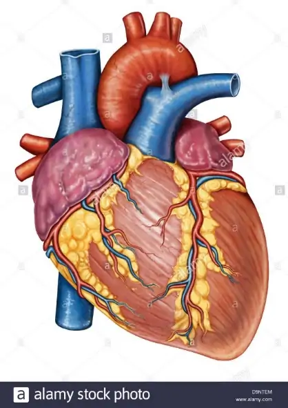 Gross anatomy of the human heart Stock Photo - Alamy