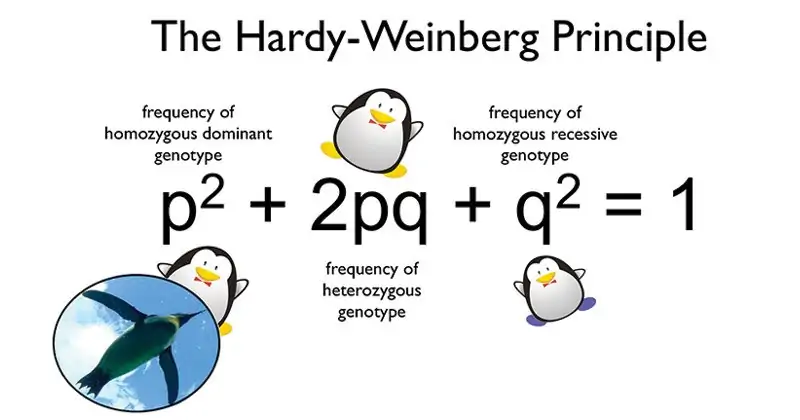 Hardy-Weinberg Equilibrium | Genetics | Microbe Notes
