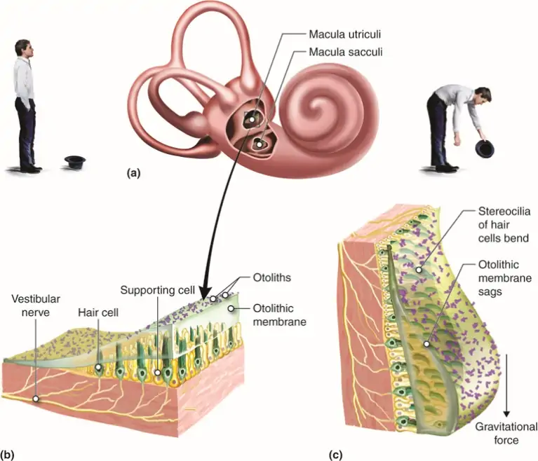 Hearing and Equilibrium | Anatomy and Physiology