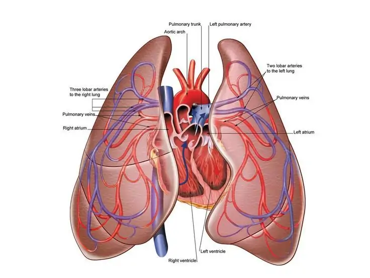 Heart and Lungs Diagram HLD04 | Heart and lungs diagram, Heart and lungs, Heart  diagram