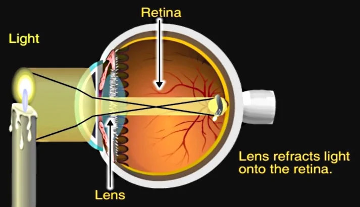 How the Eye Works Animation - How Do We See Video - Nearsighted &  Farsighted Human Eye Anatomy - YouTube