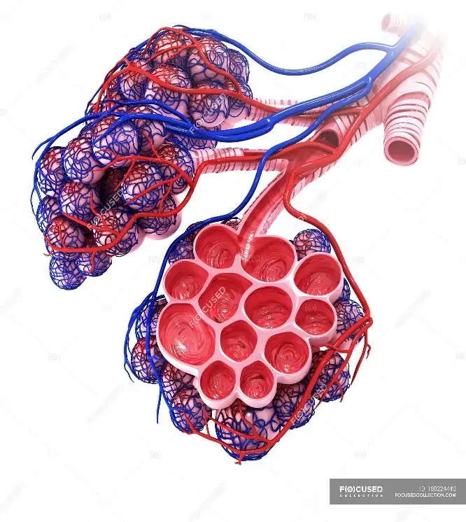 Human alveoli anatomy — respiratory, pulmonary venule - Stock Photo |  #160224440