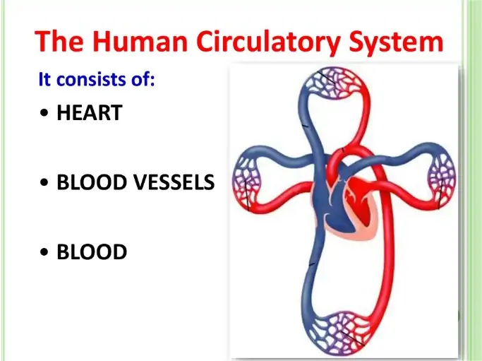 Human circulatory system - online presentation