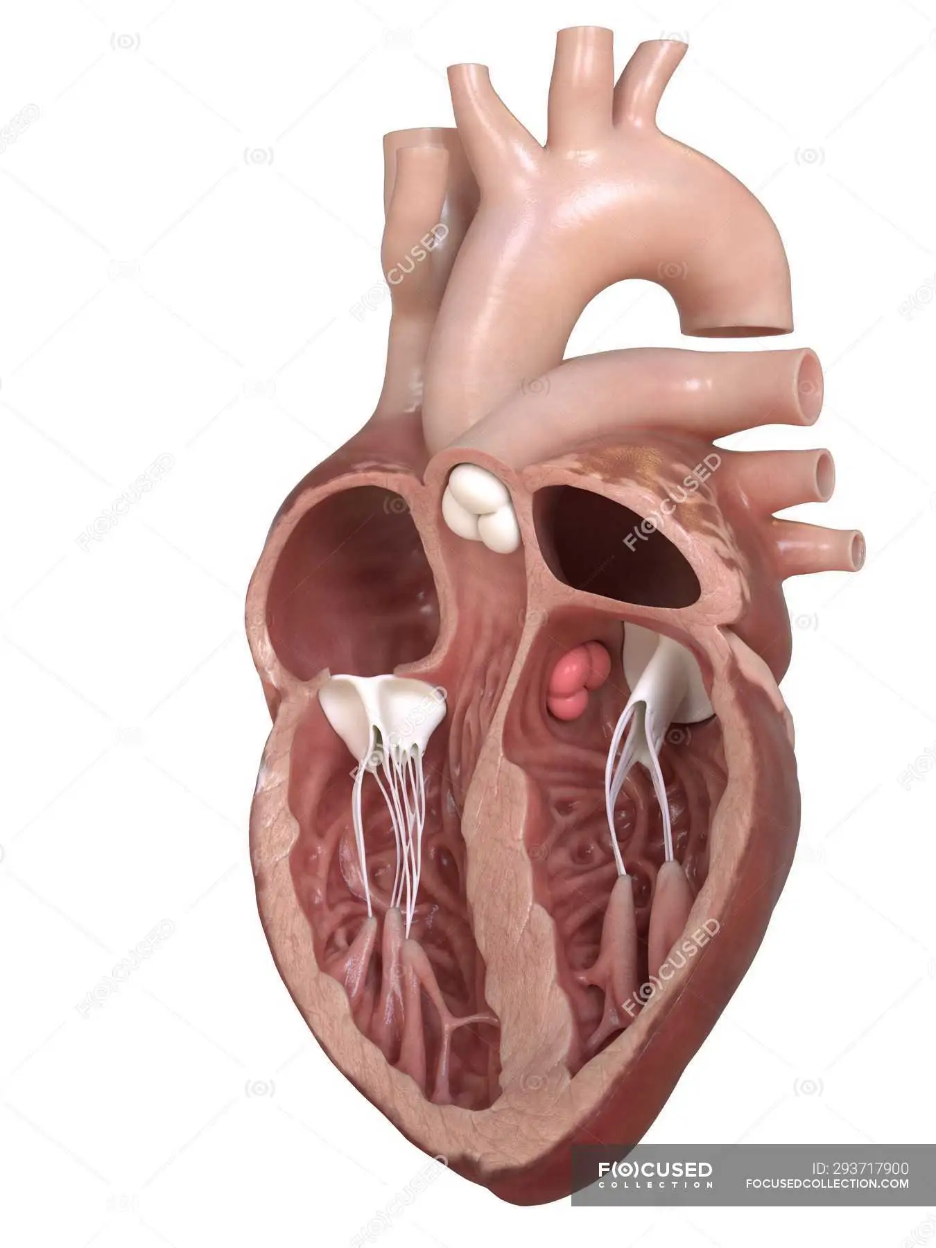 Human heart anatomy showing valves, cross section illustration. — 3d,  aortic valve - Stock Photo | #293717900