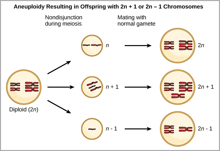Image result for 2n-1 genetics