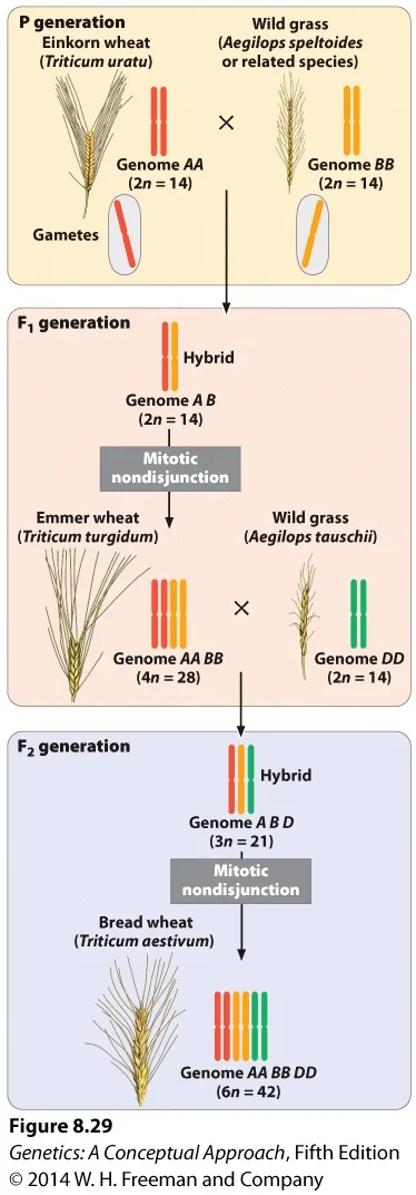 Image result for 6n wheat genetics