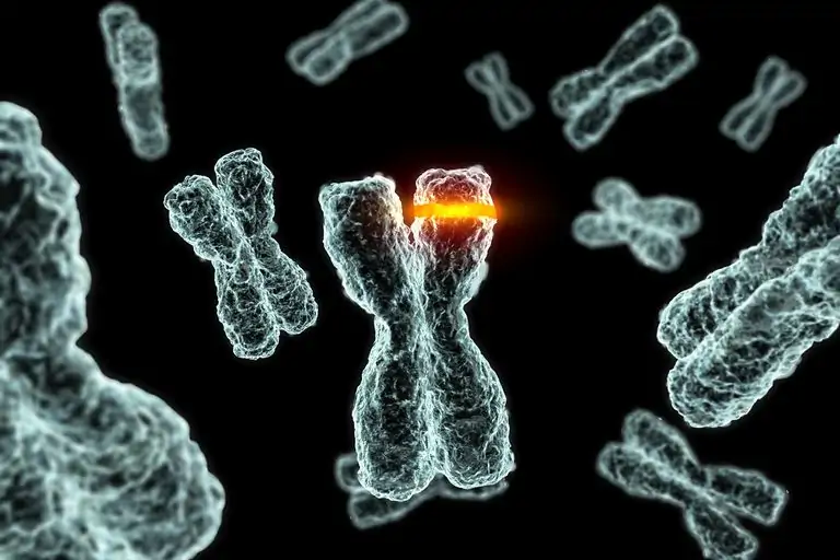 Image result for chromosomal mutations