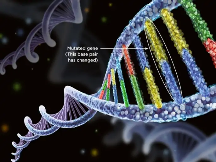 Image result for gene Mutations