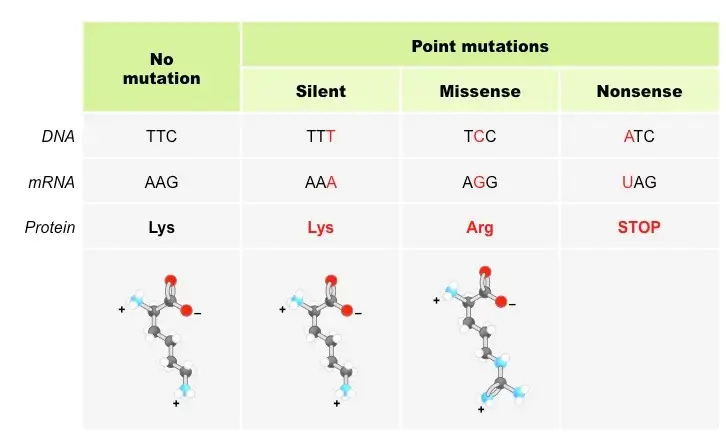 Image result for gene mutations types