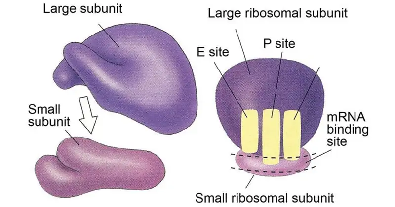 Image result for ribosomal subunits
