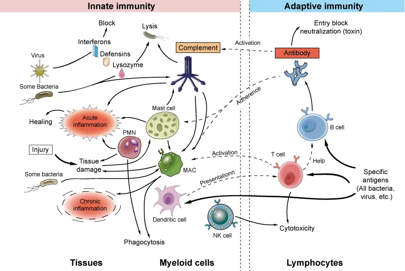 Innate and Adaptive Immune Mechanisms - Creative Diagnostics