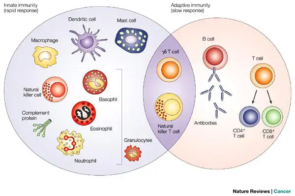 Innate and Adaptive Immunity - American Society for Radiation Oncology  (ASTRO) - American Society for Radiation Oncology (ASTRO)