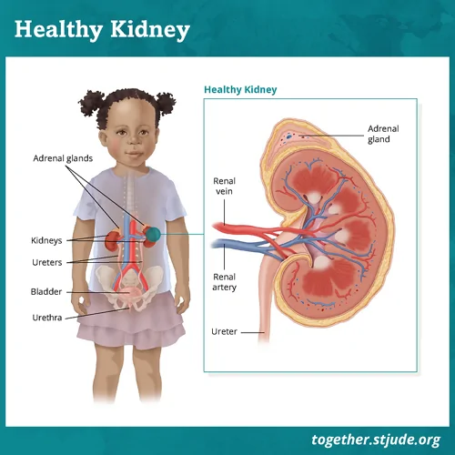 Kidney Late Effects in Childhood Cancer Survivors - Together