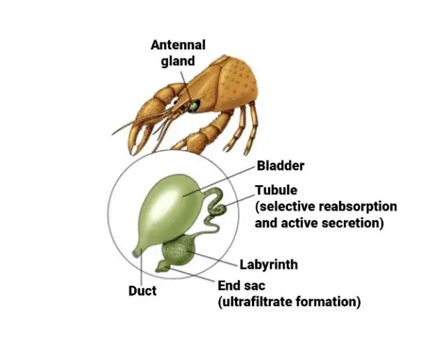 Learn Excretory System In Invertebrates in 2 minutes.