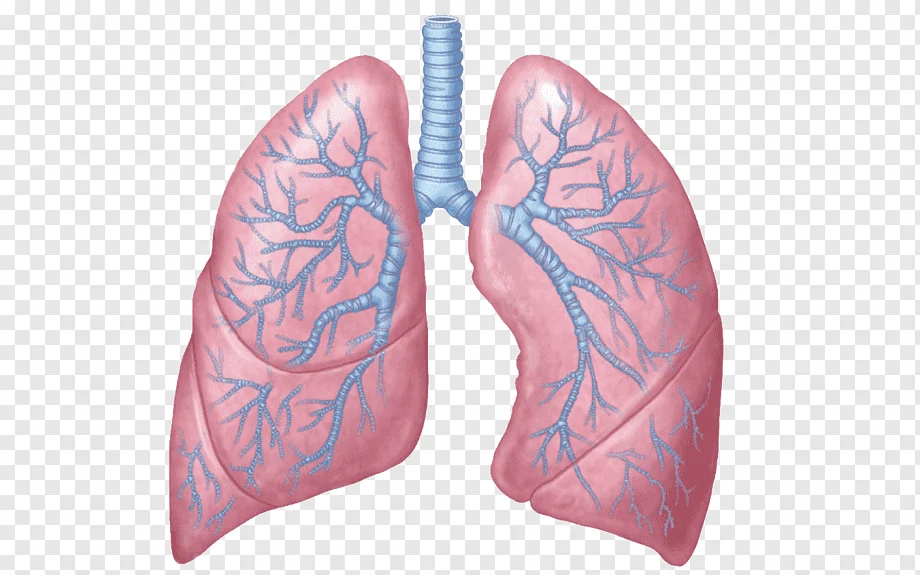 Lung Anatomy Respiratory system Respiration Human body, Personal Use, shoe,  breathing, physiology png | PNGWing