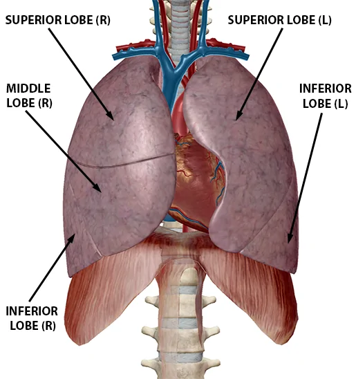 Lungs Anatomy Lobes - Anatomy Drawing Diagram