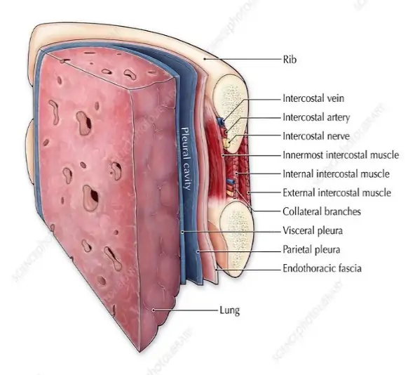 Lungs and Pleura, Illustration - Stock Image - C027/6767 - Science Photo  Library