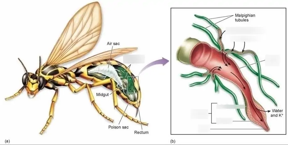 Malpighian Tubules of Insects - Exam 2 Diagram | Quizlet