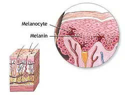 Melanocyte - Wikipedia