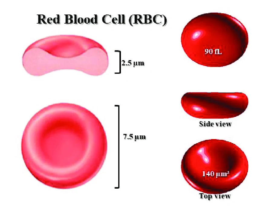 Morphological structure of red blood cell | Download Scientific Diagram
