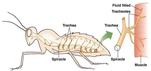 Nasidoe 🌺 on Twitter: &quot;Insects do breath, they just dont have lungs or a  central respiratory system. Instead they have regularly spaced holes in  their exoskeleton called spiracles. These spiracles feed to