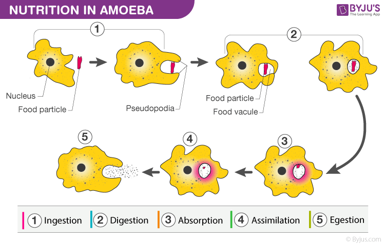 Nutrition In Amoeba - Process Of Holozoic Mode Of Nutrition