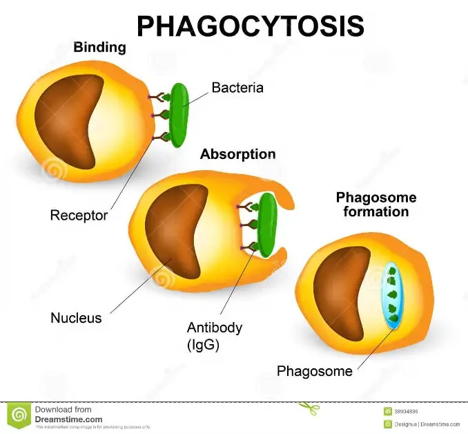 Phagocytosis stock illustration. Illustration of digestive - 38904896