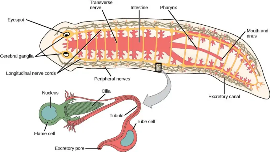Phylum Platyhelminthes | Biology for Majors II