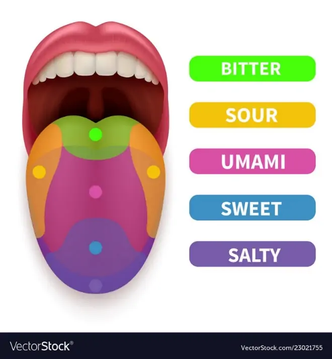 Realistic tongue with basic taste areas tasting Vector Image