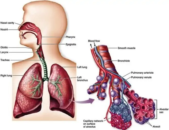 Respiratory system disorders - AccessScience from McGraw-Hill Education