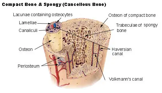 SEER Training: Structure of Bone Tissue
