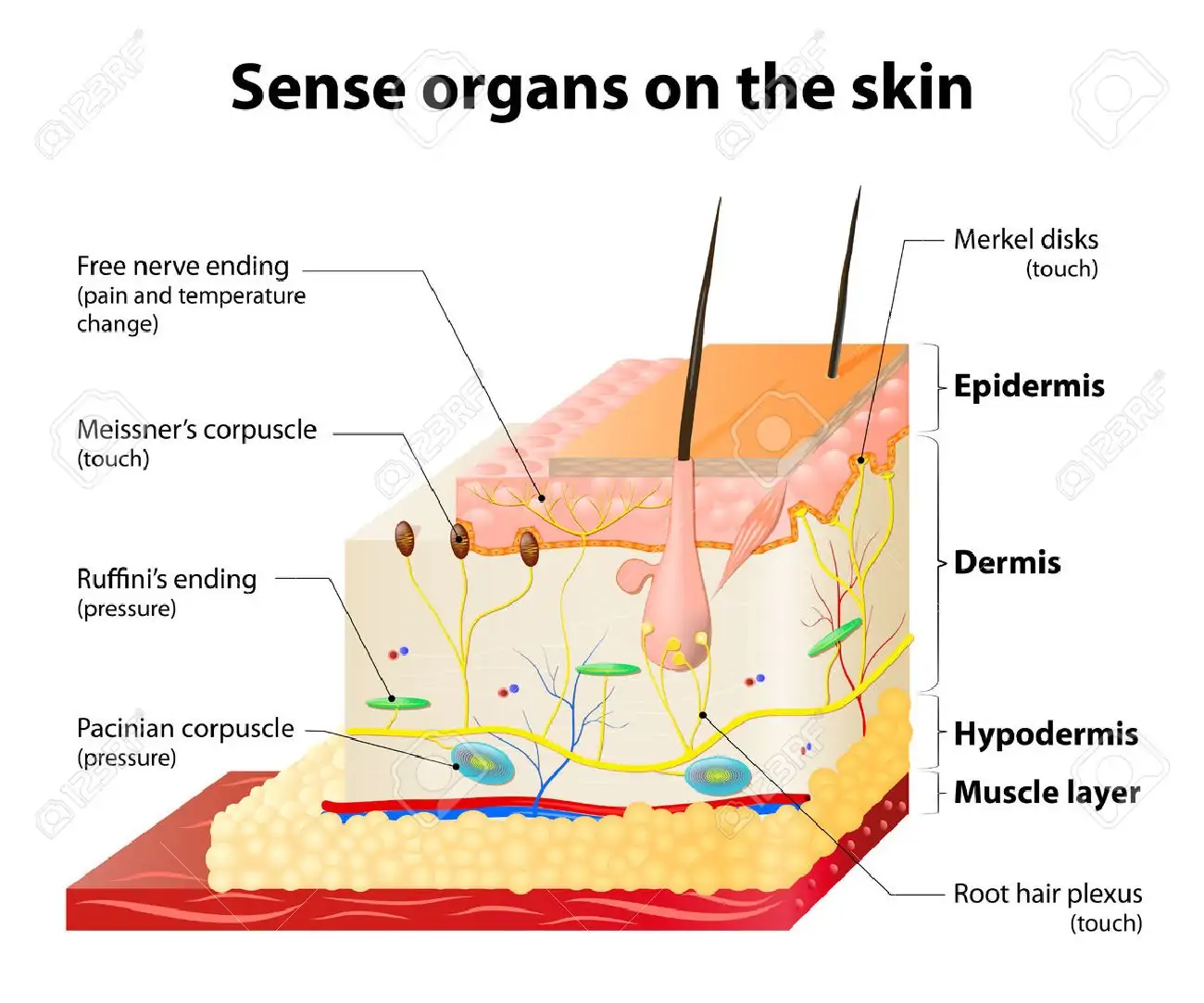 Sense Organs On The Skin. Skin Layers And Principal Cutaneous.. Royalty  Free Cliparts, Vectors, And Stock Illustration. Image 40159362.