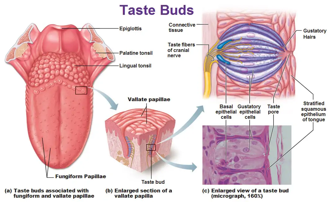 Sensory Organ - Tongue (taste) - SSDS SCIENCE2014/5775