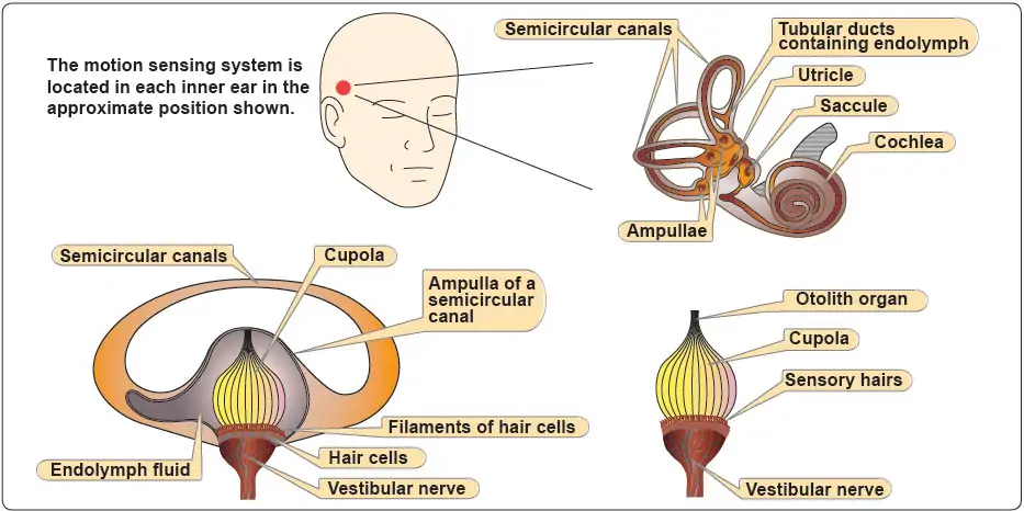 Sensory Systems for Orientation (Part Two) The Ears and Nerves