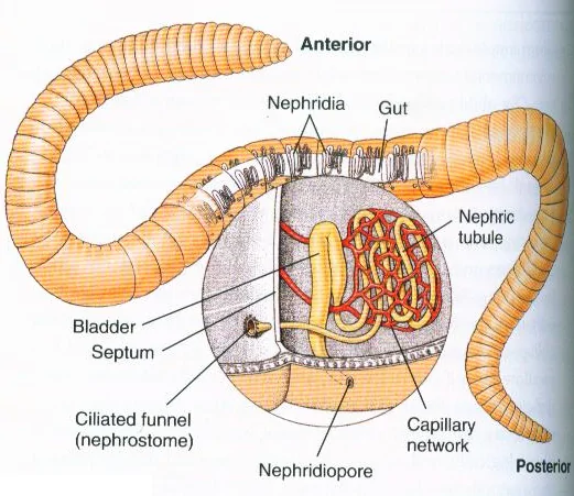 Solved: In what ways does the nephridium of an earthworm parallel ... |  Chegg.com