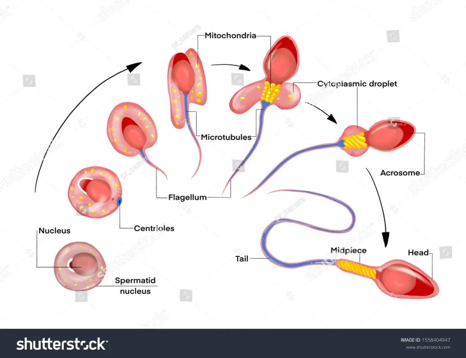 Spermatogenesis Development Humen Sperm Cell Cycle Stock Illustration  1558404947