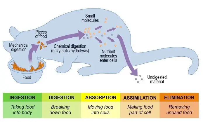 Stages of Digestion | BioNinja