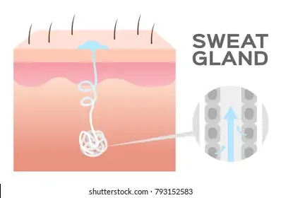 Sweat Gland High Res Stock Images | Shutterstock