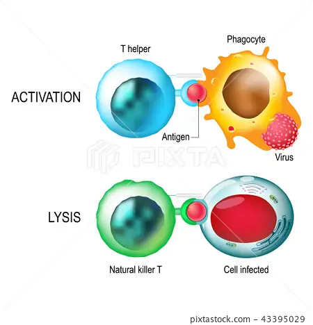 T-cell. Activation and lysis of the leukocytes. - Stock Illustration  [43395029] - PIXTA