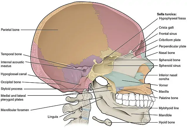 The Bony Skull – Structure, Functions & Diseases