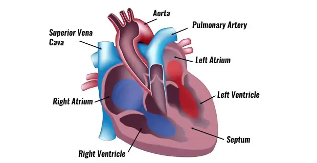 The Human Heart - Anatomy &amp; Passage Of Blood - TeachPE.com