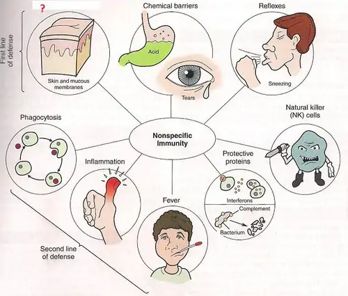 The Immune System Flashcards | Quizlet