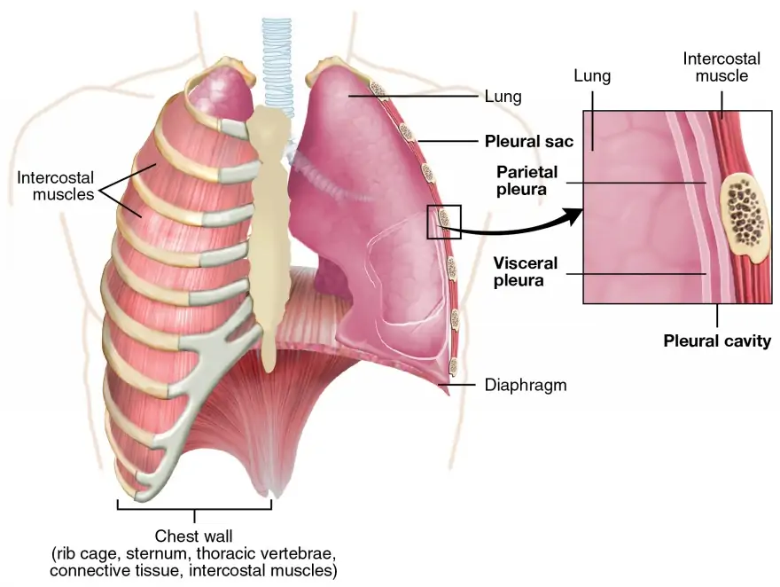 The Lungs | Anatomy and Physiology II