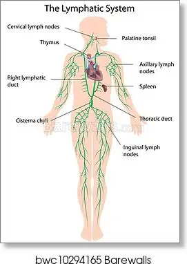 The lymphatic system labeled, eps10, Art Print | Barewalls Posters &amp; Prints  | bwc10294165