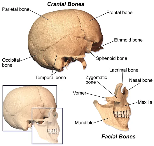 The Skull - The Definitive Guide | Biology Dictionary